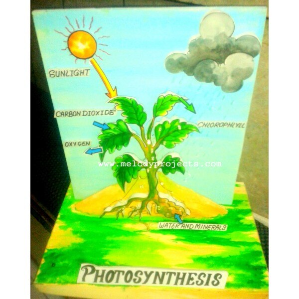 Bp 14a Photosynthesis 3d Model Biology Project Model Biology Models Melodys Hobby Centre Janakpuri District Centre Delhi Bp 14a Photosynthesis 3d Model Biology Project Model Biology Models Melodys Hobby Centre Janakpuri District Centre Delhi